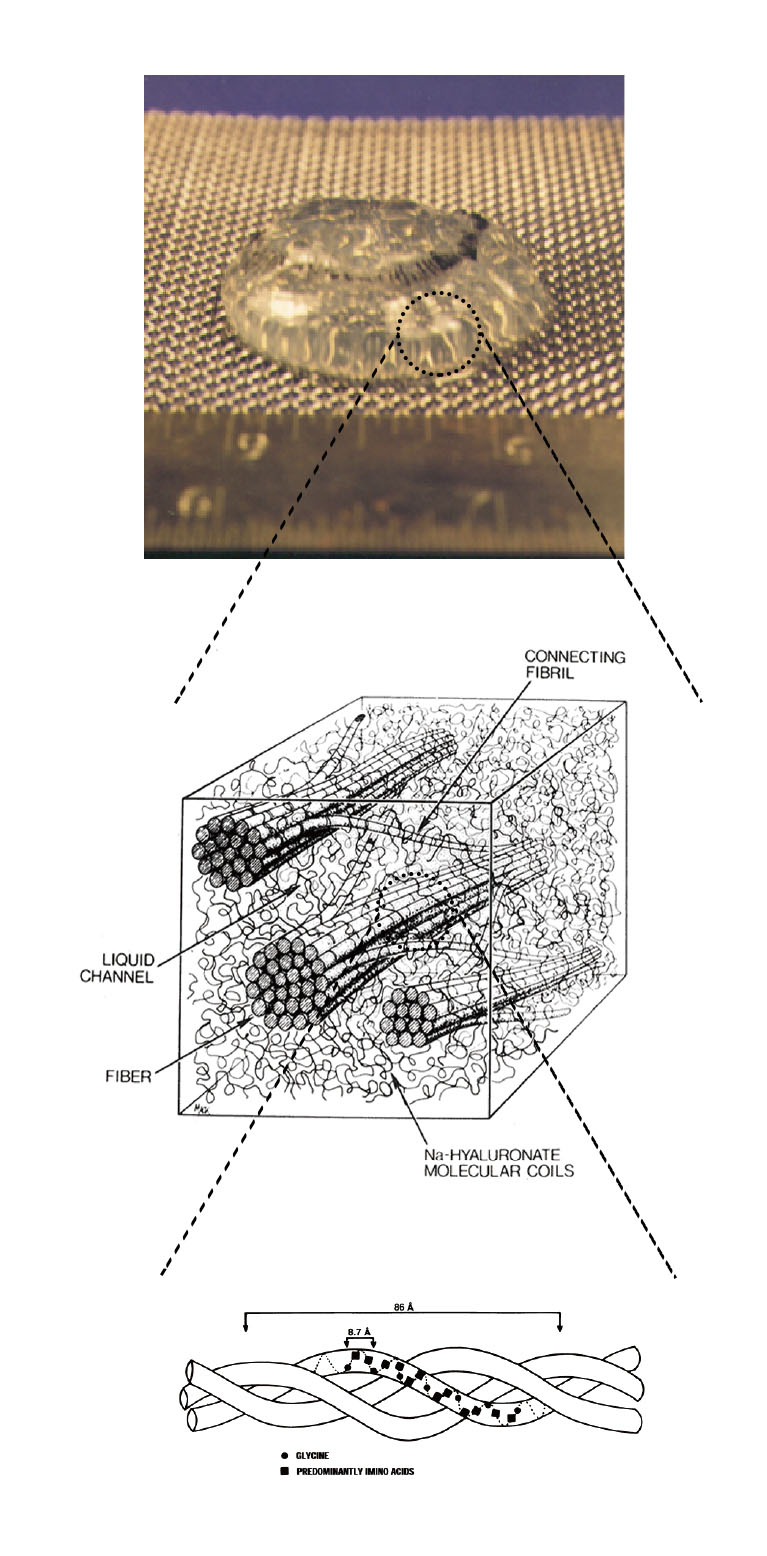 生体関連高分子ゲルの物理化学