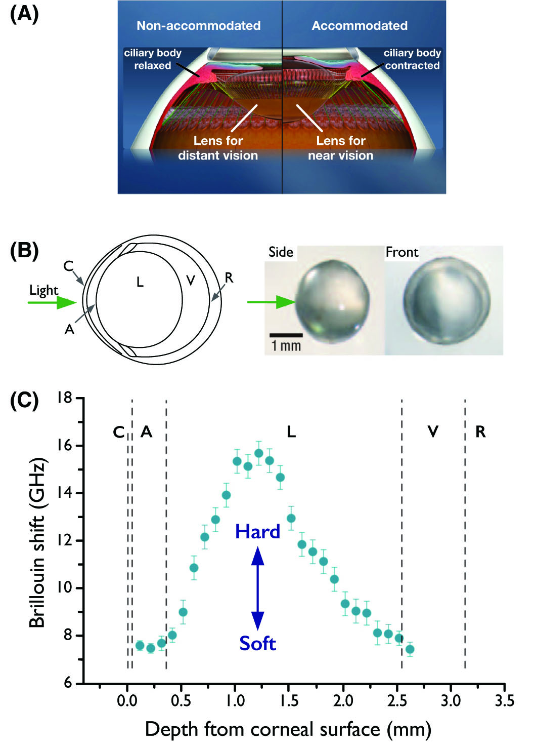 A New Biomedical Imaging Technology