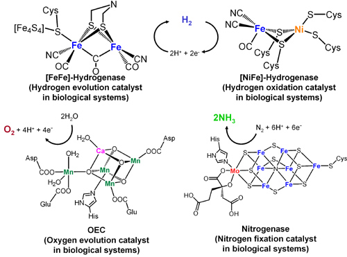Typical metal complexes containing enzymes